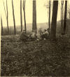 Im Wald